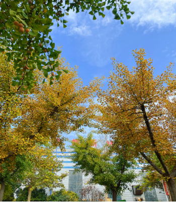 2025051023 海螺新材的秋日畫卷(1)(1)103 2025051023 海螺新材的秋日畫卷(1)(1)103